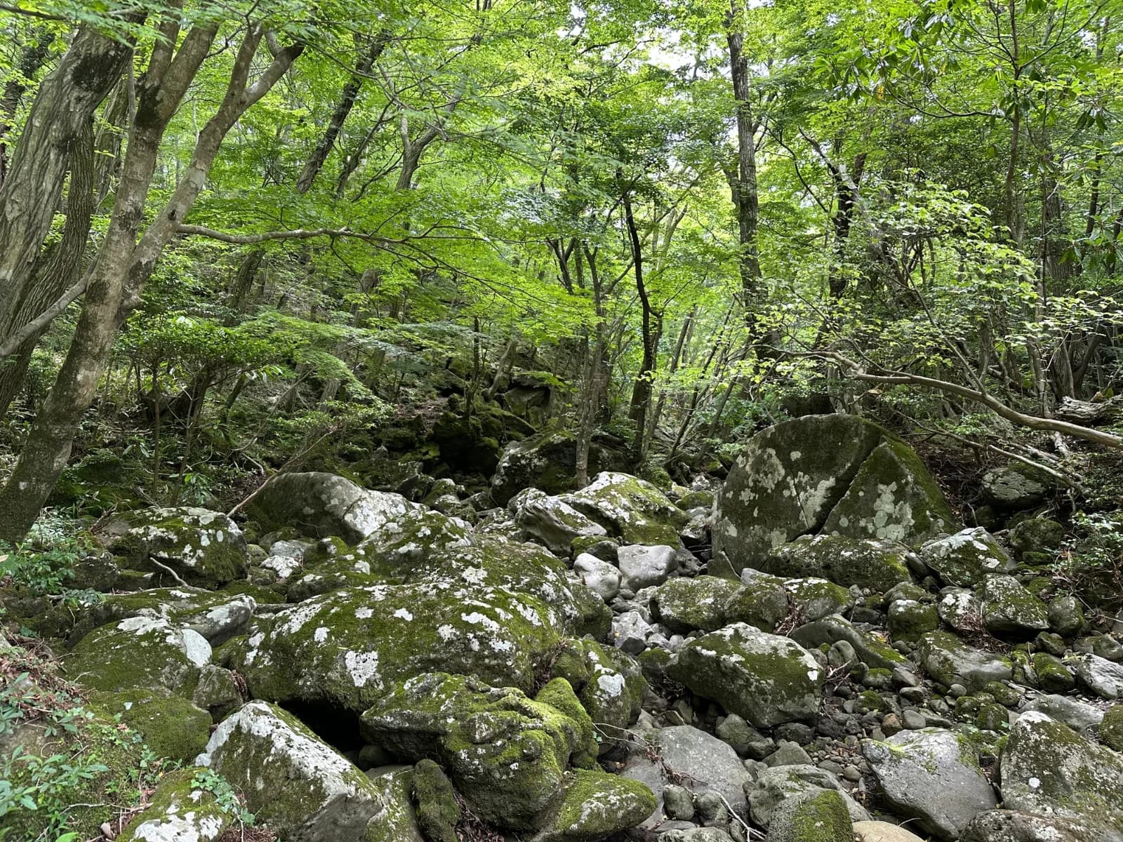 苔むした岩の間に木々が育つ西帰浦自然休養林の森